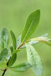 Bog Willow foliage detail