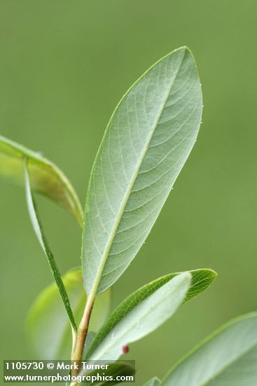 Salix pedicellaris