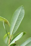 Bog Willow foliage underside detail