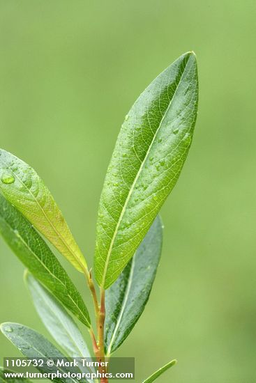 Salix pedicellaris