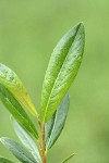 Bog Willow foliage detail