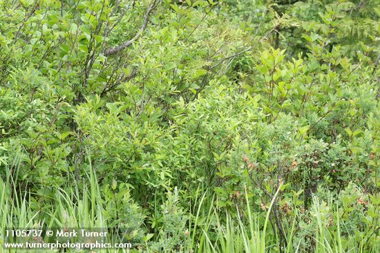 Salix pedicellaris; Vaccinium uliginosum