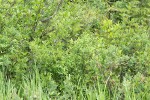 Bog Willow, Bog Blueberries