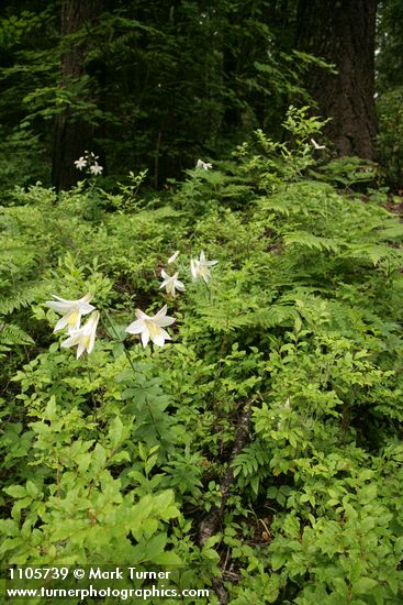 Lilium washingtonianum