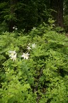 Washington Lilies