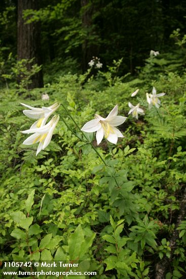 Lilium washingtonianum