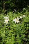 Washington Lilies