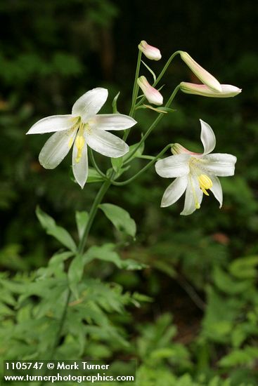 Lilium washingtonianum