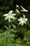 Washington Lily blossoms