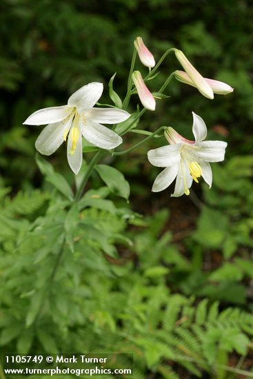 Lilium washingtonianum