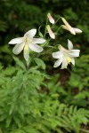 Washington Lily blossoms