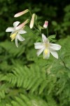 Washington Lily blossoms