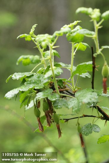 Ribes lobbii