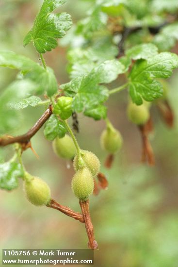 Ribes lobbii