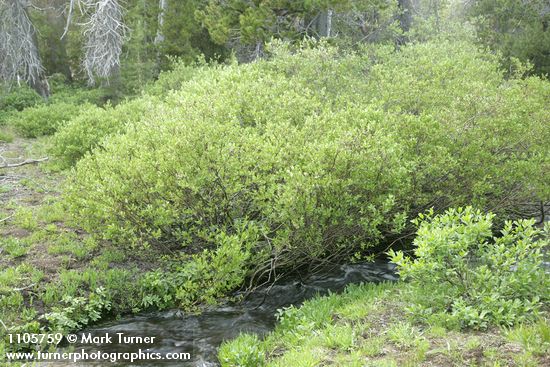 Salix boothii