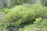 Booth's Willow at edge of Three Creek