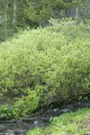 Booth's Willow at edge of Three Creek