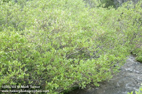 Salix boothii