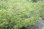 Booth's Willow (male) at edge of Three Creek