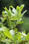 Booth's Willow foliage & mature female ament detail