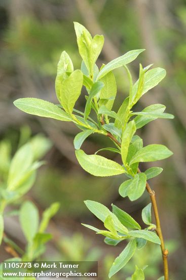 Salix boothii