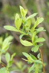 Booth's Willow foliage detail