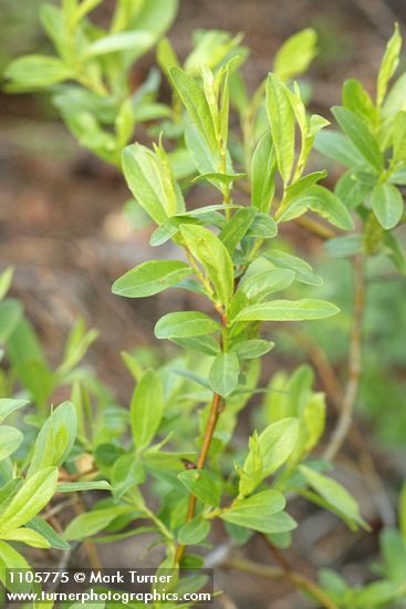 Salix boothii