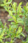 Booth's Willow foliage