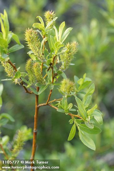 Salix boothii