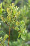 Booth's Willow foliage & mature female aments