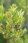 Booth's Willow foliage & mature female aments detail