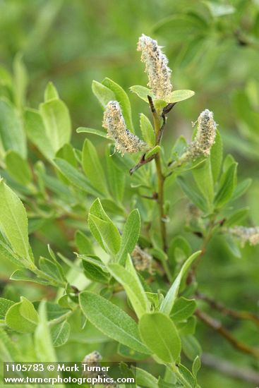 Salix boothii