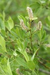 Booth's Willow foliage & male aments detail