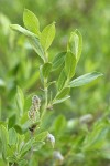 Booth's Willow foliage & male aments detail w/ mosquito