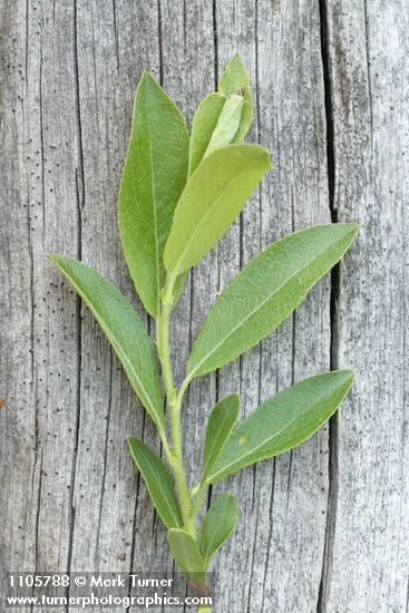 Salix boothii