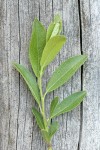 Booth's Willow foliage detail