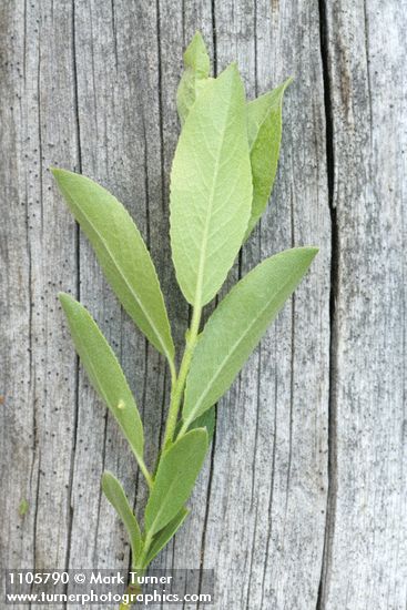 Salix boothii