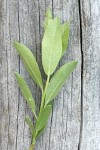 Booth's Willow foliage underside detail