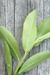 Booth's Willow foliage underside detail