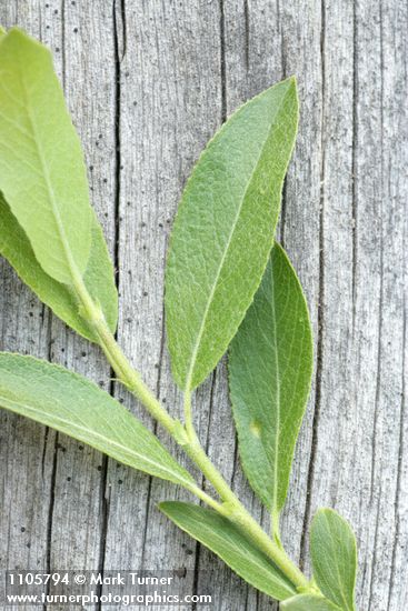 Salix boothii