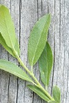 Booth's Willow foliage detail