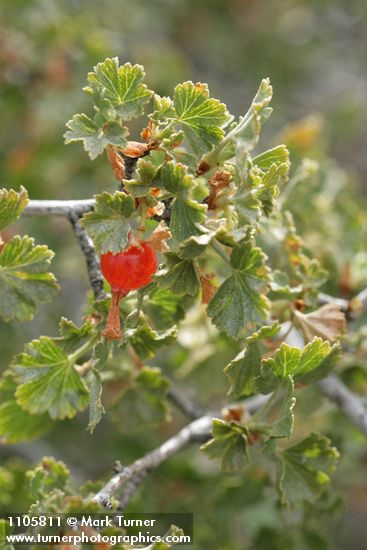 Ribes cereum