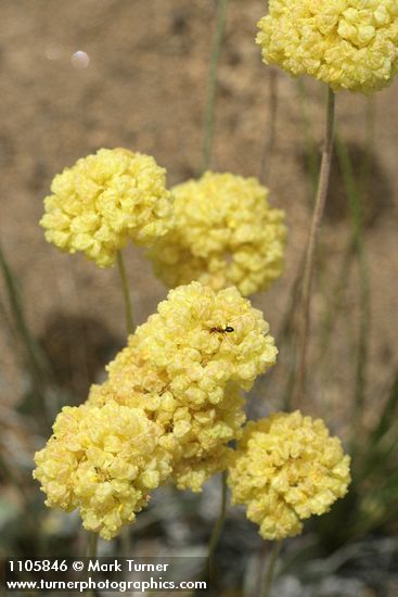 Eriogonum ovalifolium var. ovalifolium