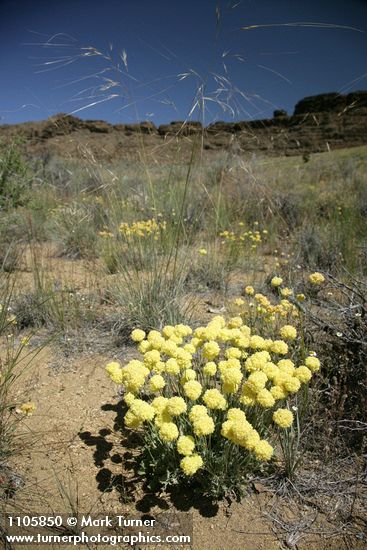 Eriogonum ovalifolium var. ovalifolium; Hesperostipa comata