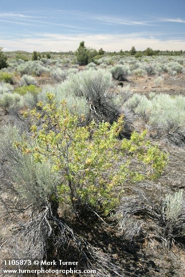 Chamaebatiaria millefolium