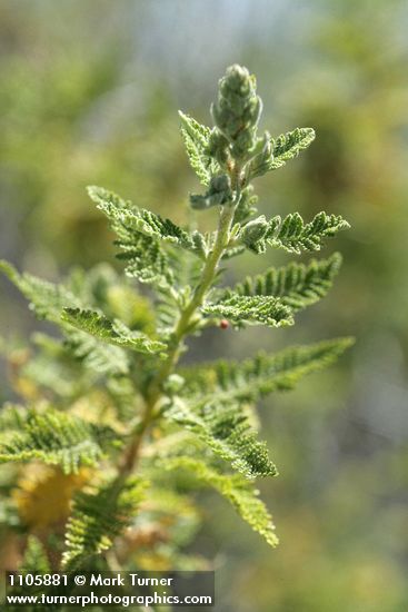 Chamaebatiaria millefolium