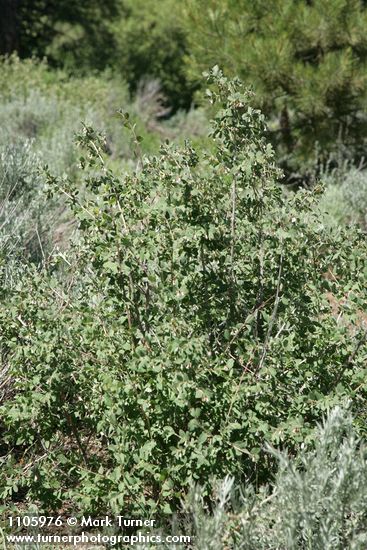 Symphoricarpos rotundifolius