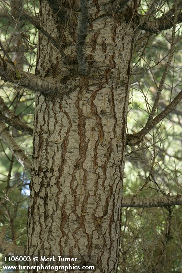 Abies concolor; Pinus ponderosa