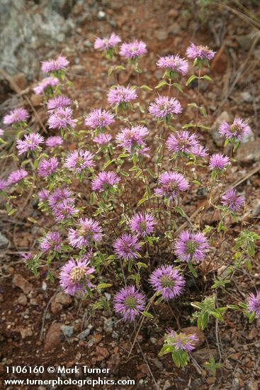 Monardella siskiyouensis