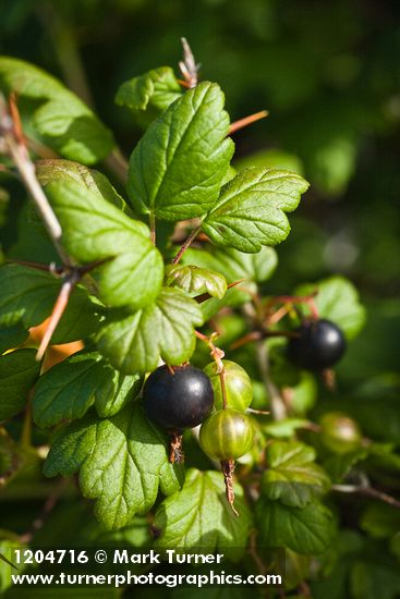 Ribes divaricatum